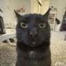 Gata's profile picture
