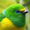 alice🇧🇷🇧🇷🇧🇷's profile picture