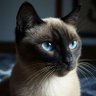 JusticePaws profil fotoğrafı