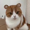 圧倒的猫派🇯🇵 的头像