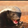 Honey BadGer Fakeera ? 的头像
