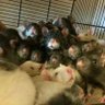 More Rats's profile picture