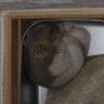Profilbild von にゃんこごろりんこ