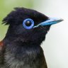 Фото профиля Shanghai Birding