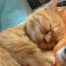 たいし profil fotoğrafı