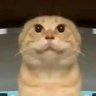 Profilbild von 耄耋
