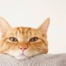 あーちゃん profil fotoğrafı