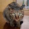 くるとん🍞 profil fotoğrafı