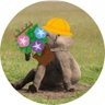 ゾウ's profile picture