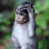 Profilbild von H.M. Murdock