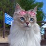 KediLerin-Babası 🇹🇷 profil fotoğrafı