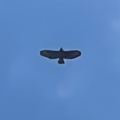 Thunderand65603's profile picture