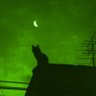 The Last Laser Master's profile picture