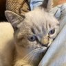 Violeta profil fotoğrafı