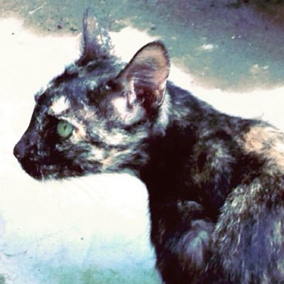 arvisnoskario01's profile picture