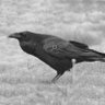 Фото профиля Nevermore