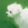 Profilbild von Sirius