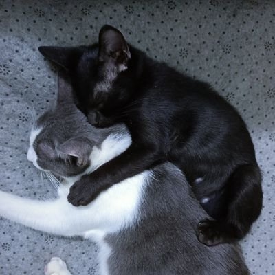 fourmeows's profile picture