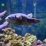 Green Puffers profil fotoğrafı