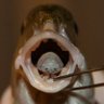 King Tongue Louse's profile picture