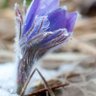 Fruticosa profil fotoğrafı