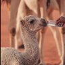 هداج's profile picture