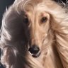 nameless's profile picture