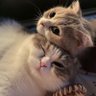 ume:*'(*ïŸâœïŸ*)'*'s profile picture