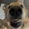 Profilbild von SkilledTerrorist