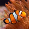 ClownFish🤡🎏's profile picture