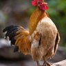 Nnaemeka profil fotoğrafı