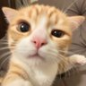 Profilbild von meme
