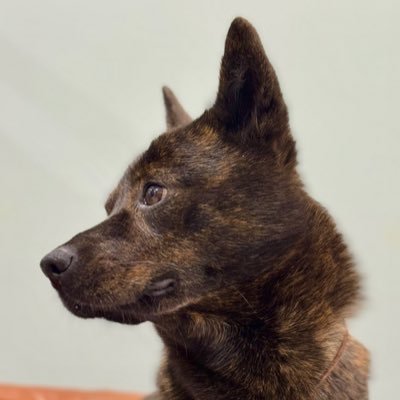 甲斐犬𓃢黒虎𓃡's profile picture