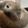 Фото профиля Artistic rabbit
