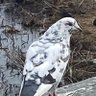 Фото профиля Flypastladder