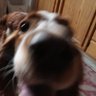 dog go profil fotoğrafı