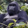 Chikule🦍's profile picture