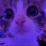 Asher Star's profile picture