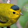 Pajareando en: Aves y Naturaleza de México profil fotoğrafı