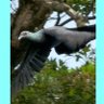 青やもりさんの永遠の青やもりさん🕊️🐈⬛🐦⬛🦎🕷🐜♪♪★彡★彡、、。。 profil fotoğrafı