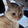 azer III.'s profile picture