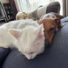 Lotus's profile picture