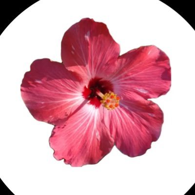 مليـكا | ليزر اورسلا MK1's profile picture