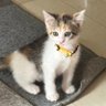 ヤムチャ's profile picture