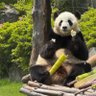 ひとでまん 的头像