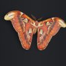 Nachtvlinder's profile picture
