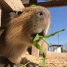 ジャン・リノン's profile picture