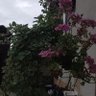 bobina profil fotoğrafı