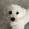 Sponko profil fotoğrafı
