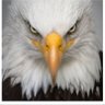 عيون الصقر🦅 profil fotoğrafı